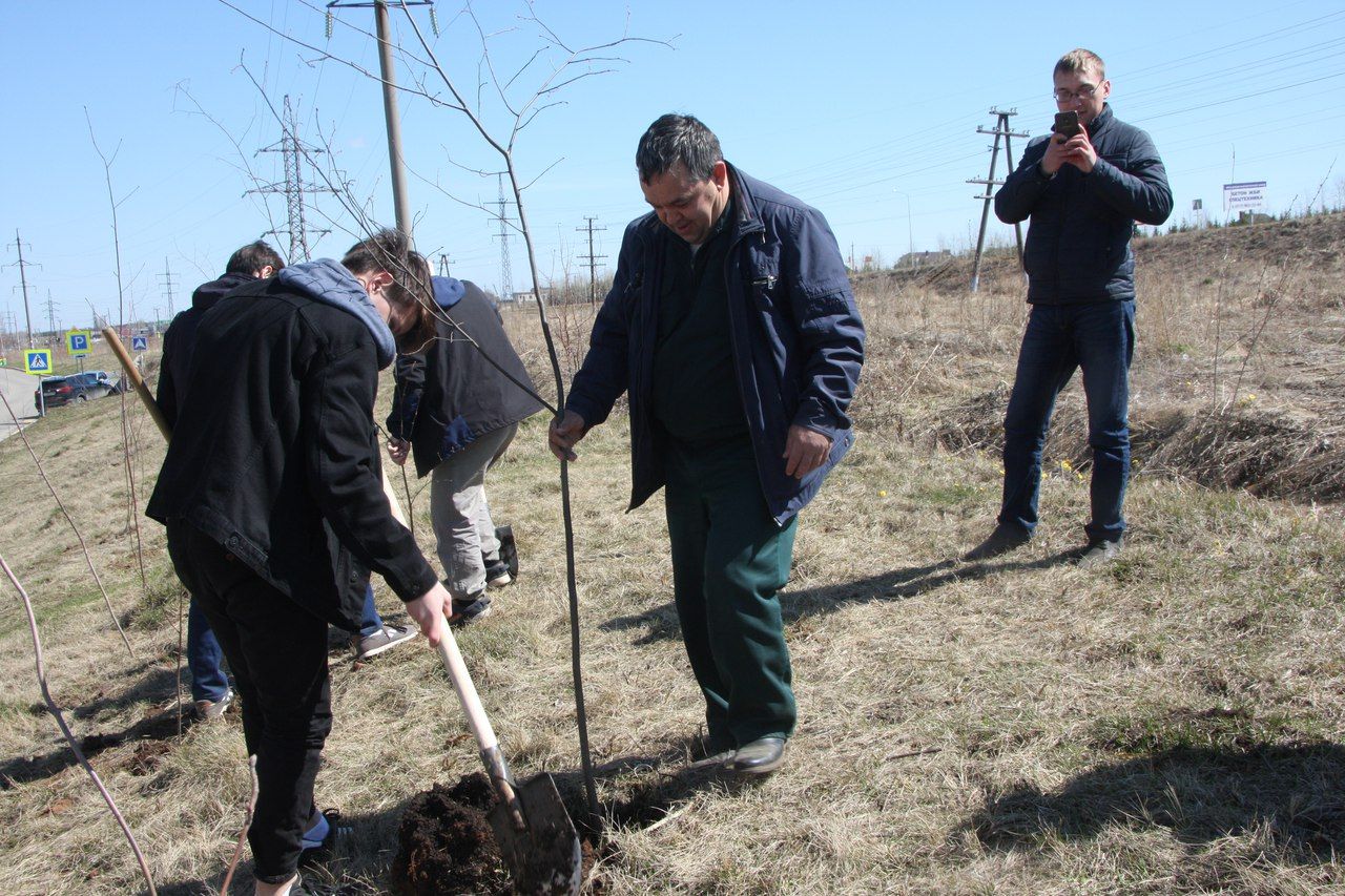 «Зелёный» Менделеевск: какие деревья посадили в городе