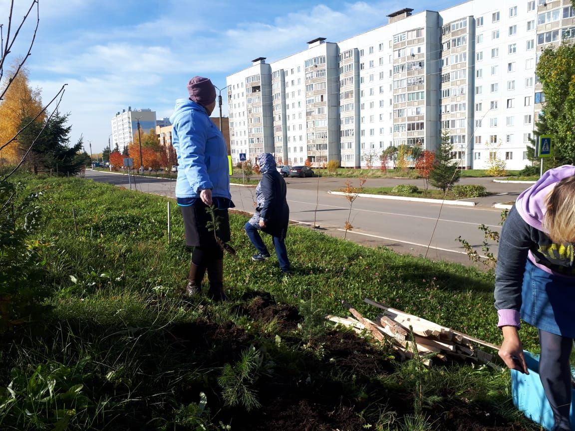 В Менделеевске высадили более 20 елок и сосен