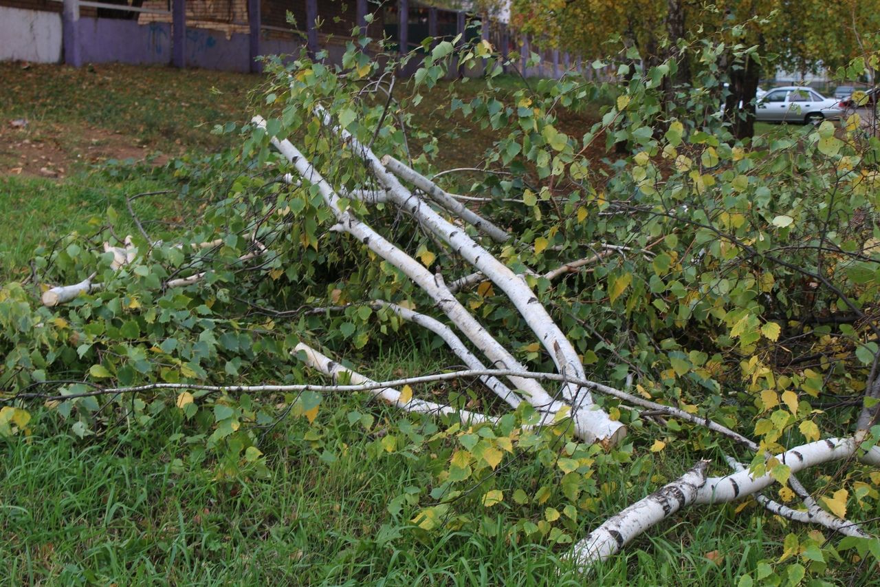Мешает дерево под окном: на Чоловского, 10 спилили берёзы с нависающими ветвями
