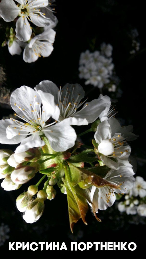 "Весна в моем городе": менделеевцы вовсю соревнуются за главный приз фотоконкурса