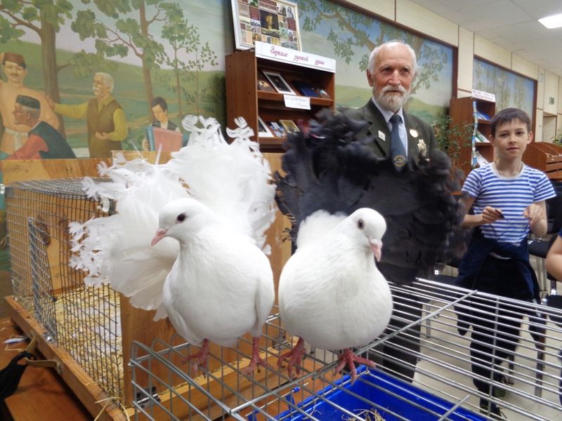 Познавательное и увлекательное общение с голубями в Менделеевске