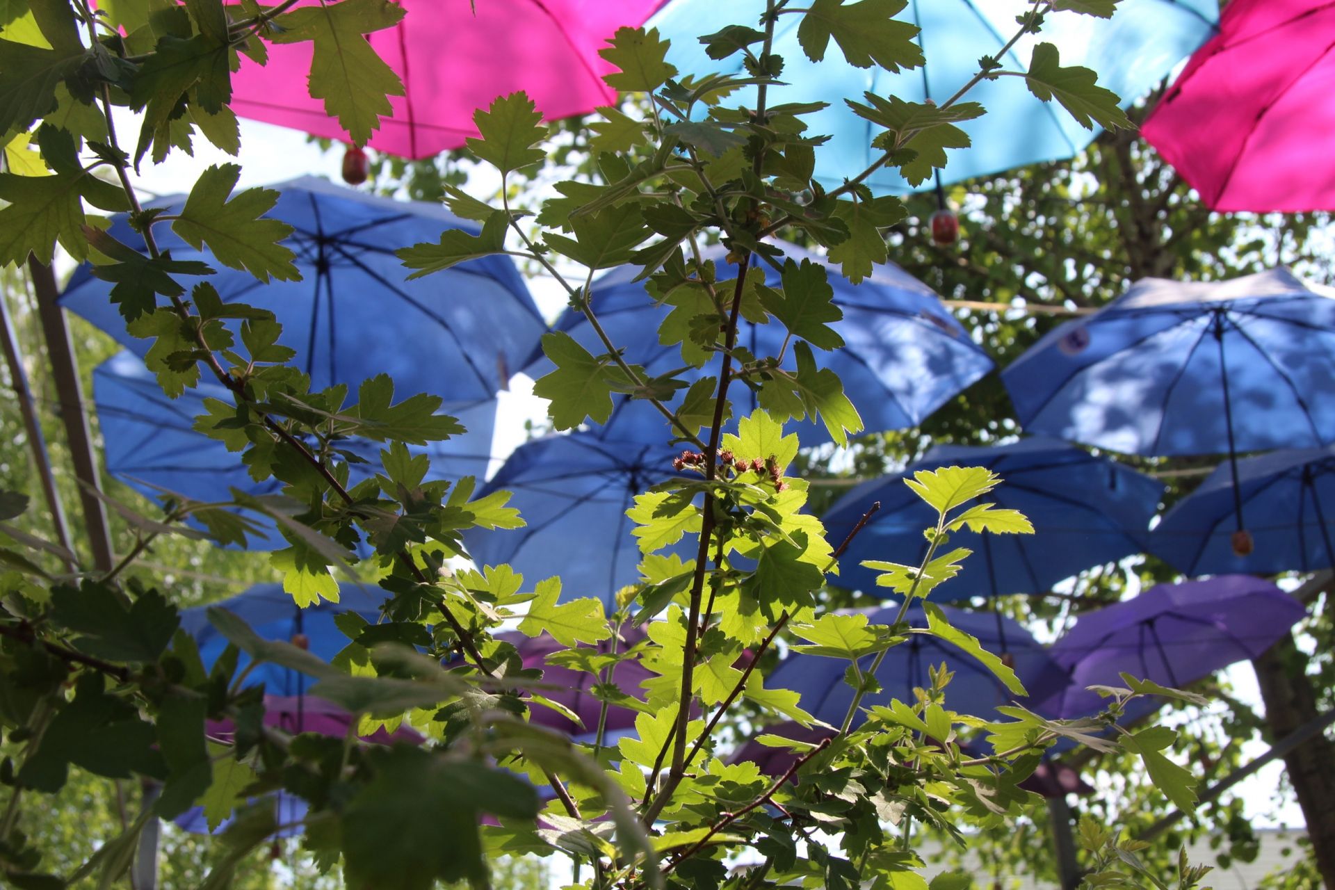 Фоторепортаж: в Менделеевске открыли арт-инсталляцию «Аллея парящих зонтиков»