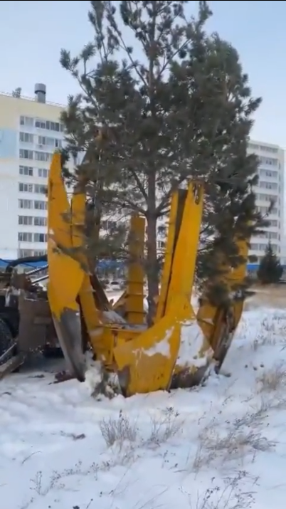 В Менделеевске применяют новые технологии по посадке деревьев