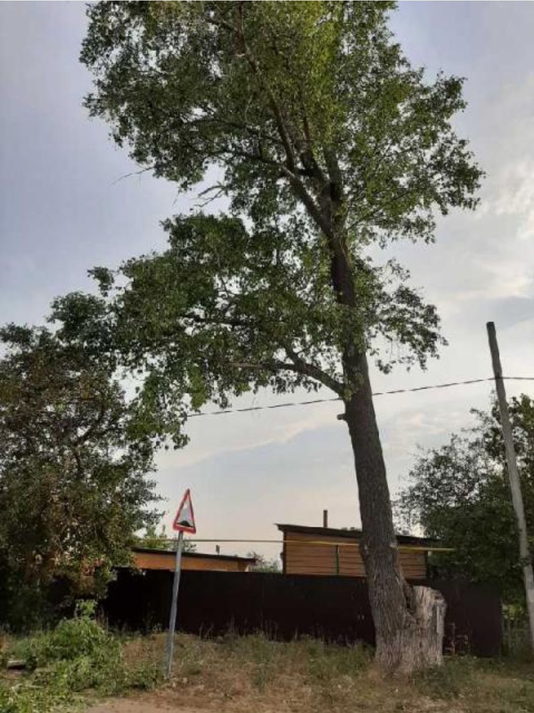 Жители поселка просят убрать дерево по улице Ленина