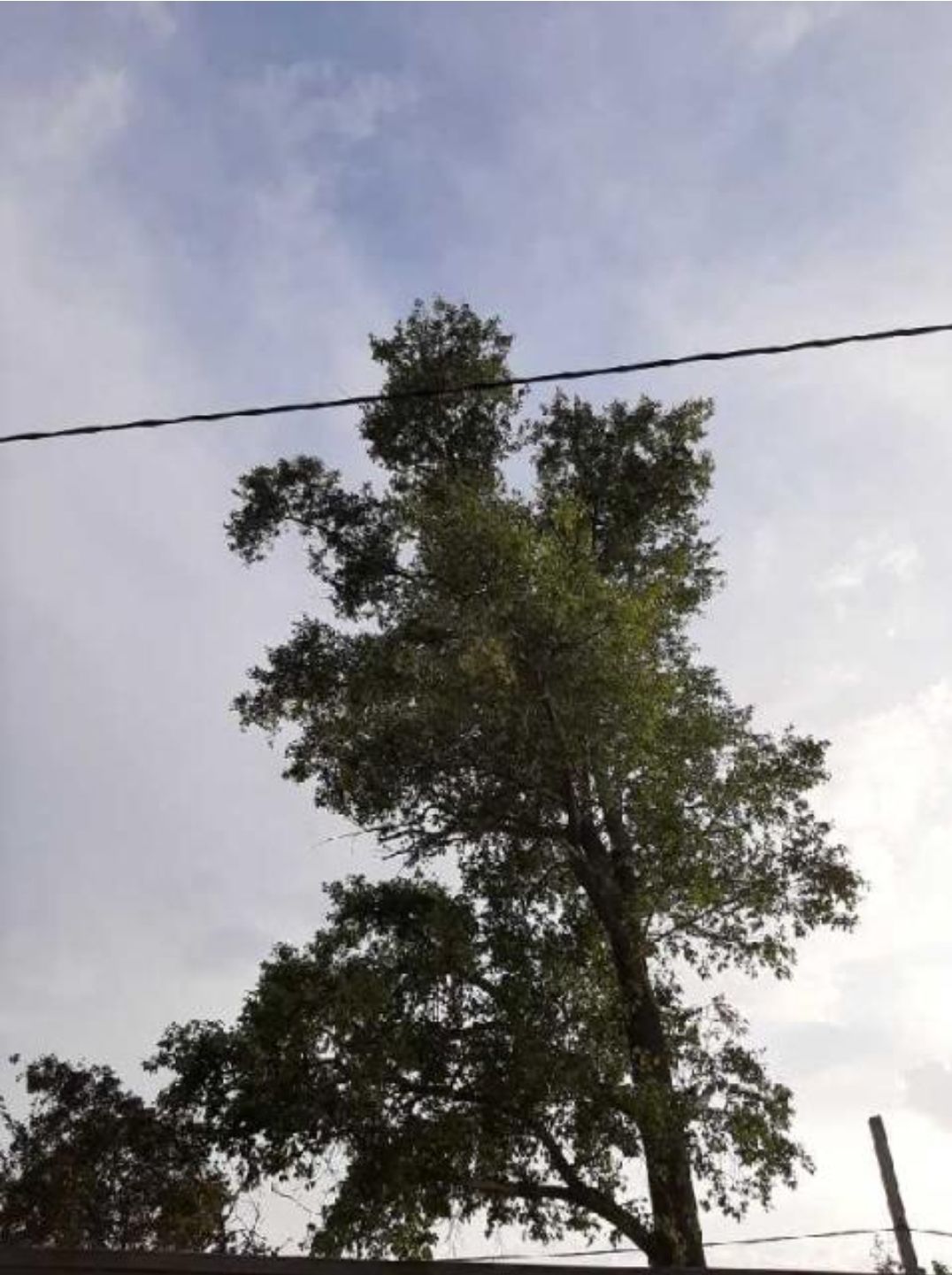 Жители поселка просят убрать дерево по улице Ленина