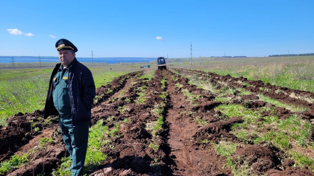 В Менделеевском районе планируется посадить 80000 саженцев сосен