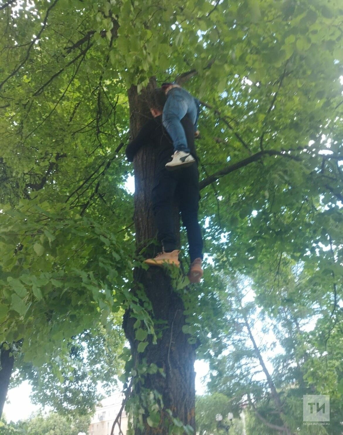 Спасатели помогли женщине, которая застряла на дереве, спасая кота