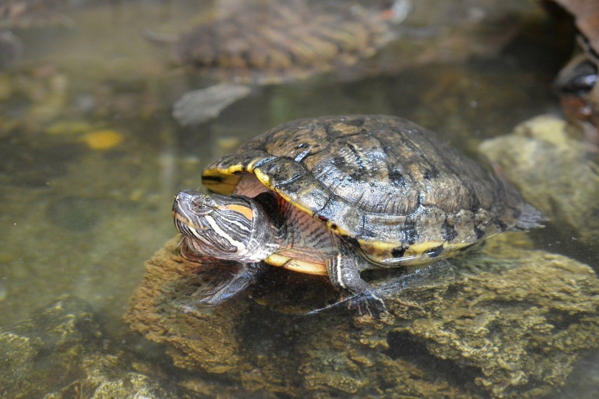 Соцсети: На Ушковском пруду появились утки и черепаха