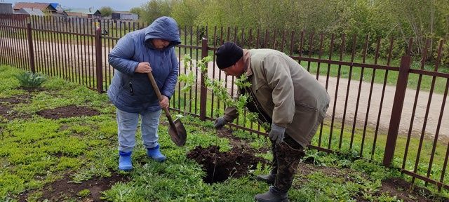 Сотрудники Тураевского СДК посадили рябины