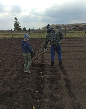 Дачники Татарстана поделились лайфхаками по посадке картофеля