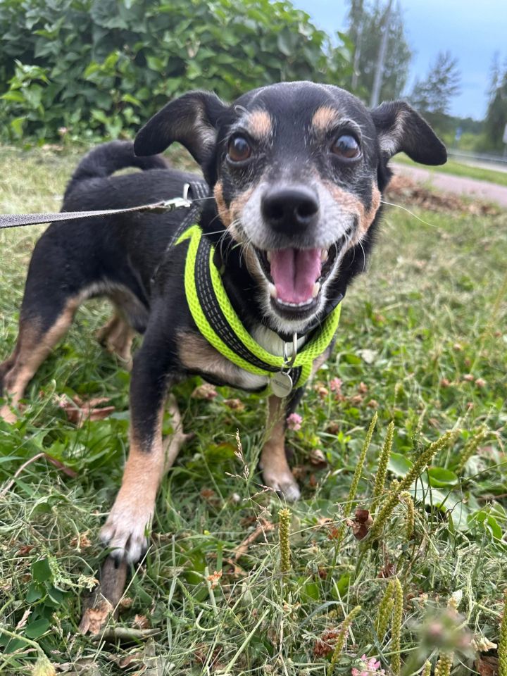 Здоровье питомца: почему сухой нос не всегда признак болезни