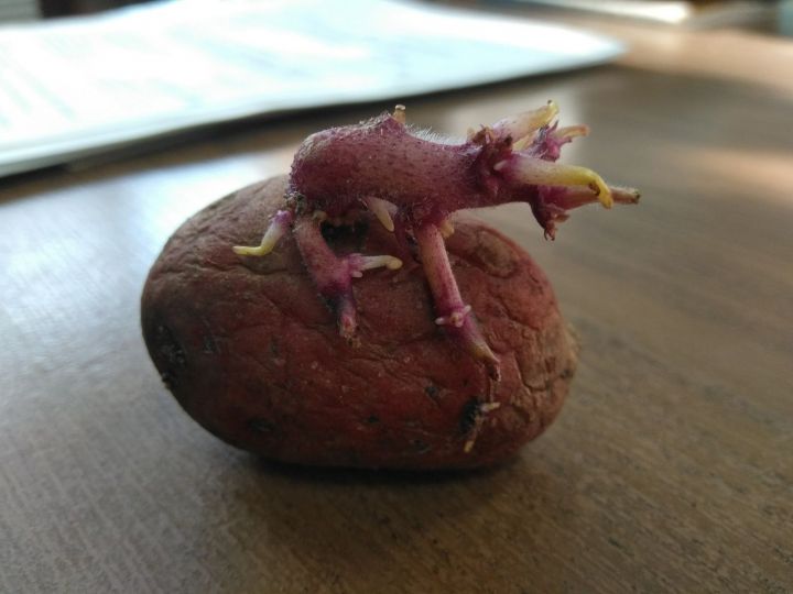 Конкурс «Диковинки с грядки» продолжает выросшая картофелина с тапиром