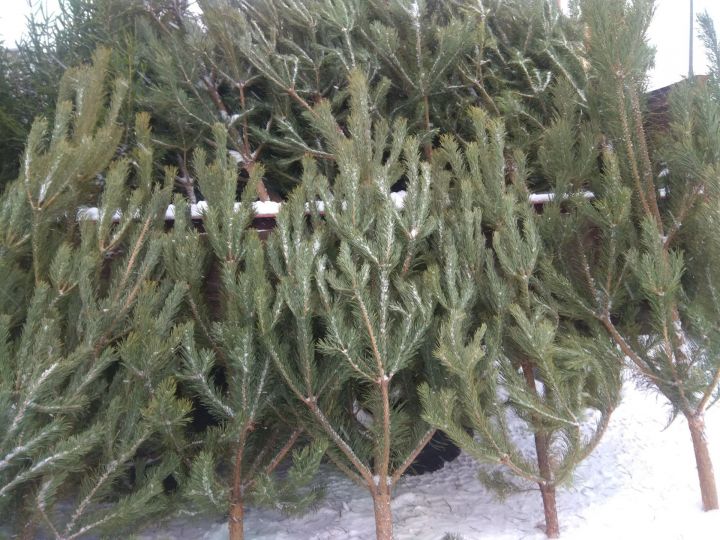 Где и почём можно купить ёлки в Менделеевске на Новый год