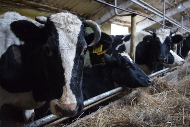 Сведения о надоях молока в хозяйствах Менделеевского района