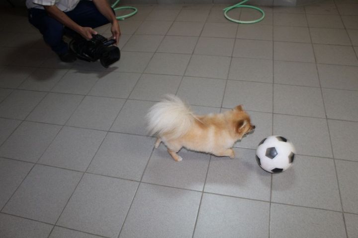 «Матч. Мяч. Гол!»: как собака полюбила футбол