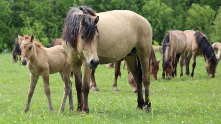 Фермер из Алькеевского района, нашедший свое призвание в возрождении татарской породы лошадей