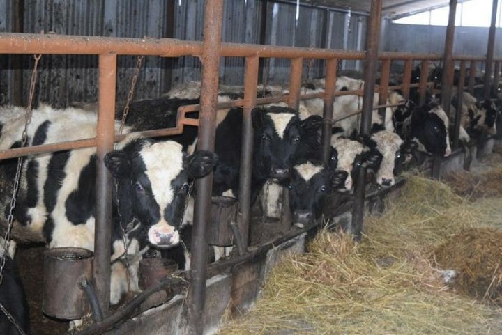 Какие хозяйства Менделевского района лидируют по надоям молока