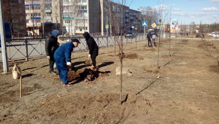 В Менделеевске началась посадка деревьев