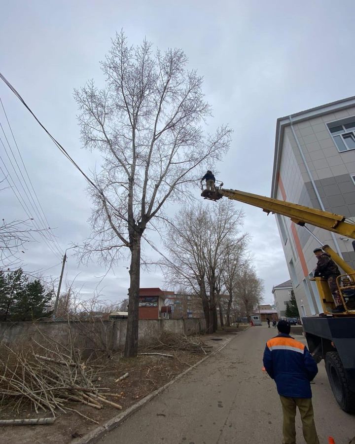 Сотрудники МУП «Управление ЖКХ» начали вырубку старых деревьев на территории ЦРБ