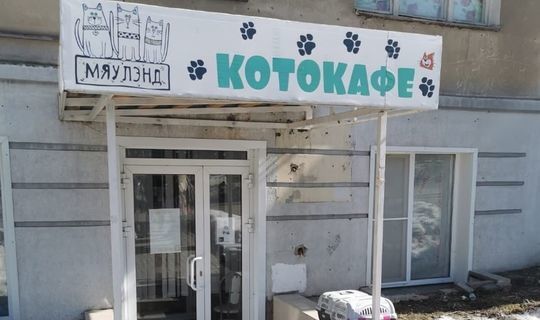 Кошек-заложниц в котокафе «Мяулэнд» в Ижевске освободили