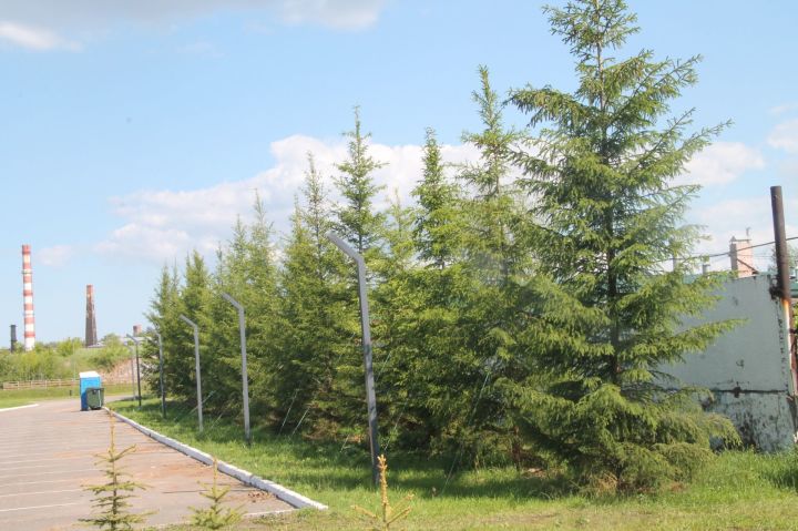В Менделеевске продолжается активное озеленение