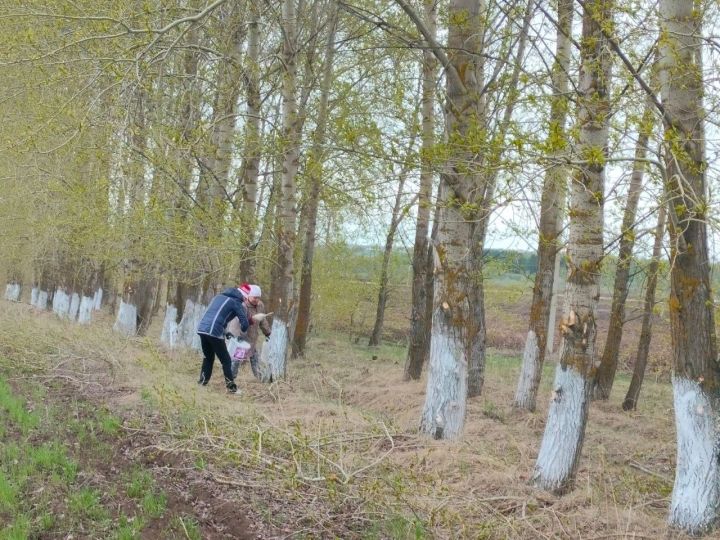 В селе Татарские Челны Менделеевского района побелили деревья в лесополосе