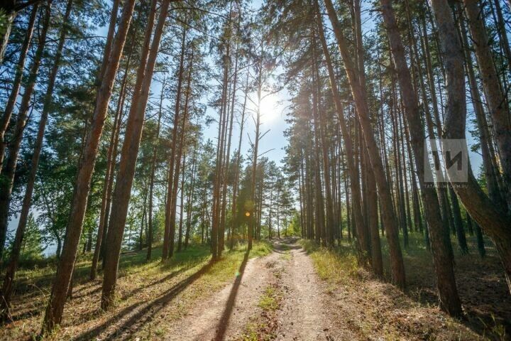 В семи районах Татарстана вводят ограничения на посещение лесов из-за паразитов