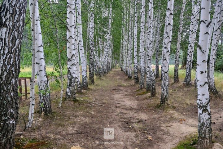 Сезон клещей в Татарстане закрыт: подведены итоги