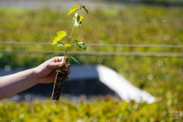 «Движение Первых» Менделеевска приглашает на собрание по экологии