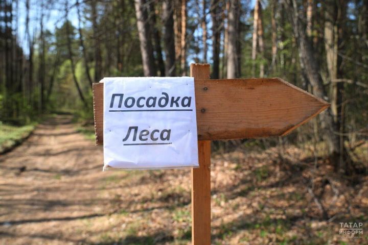В Татарстане продолжается масштабное восстановление лесов