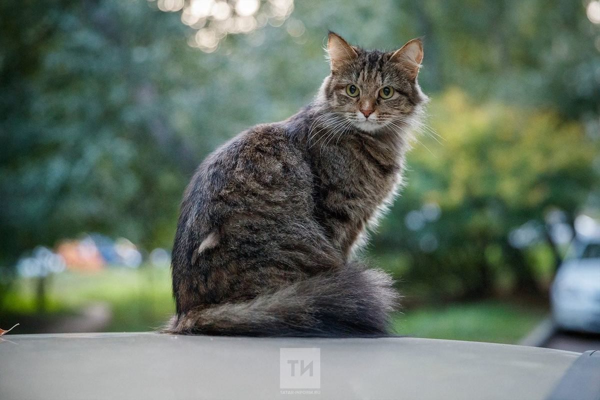 Кот сидит на камне летом