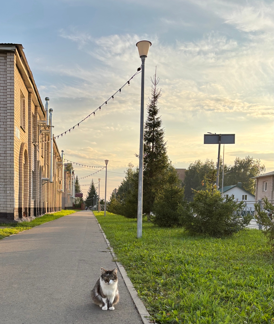 Кот сидит на тротуаре в Менделеевске
