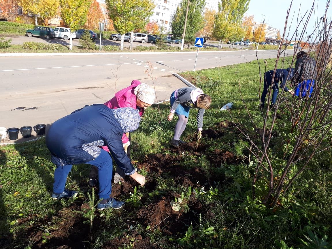 В Менделеевске высадили более 20 елок и сосен