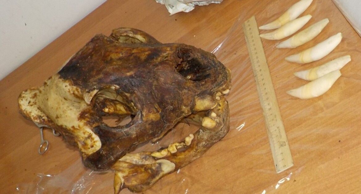 Таможня в аэропорту Татарстана задержала контрабандиста со скелетами львов