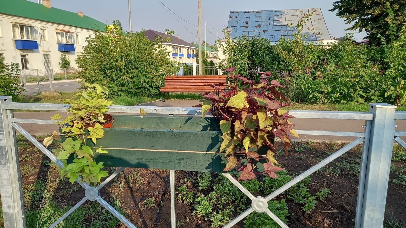 Кража цветов с клумб в Менделеевске: печальная тенденция