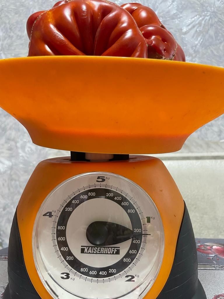 Менделеевчанка Дамира Шарифуллина вырастила килограммовый помидор причудливой формы