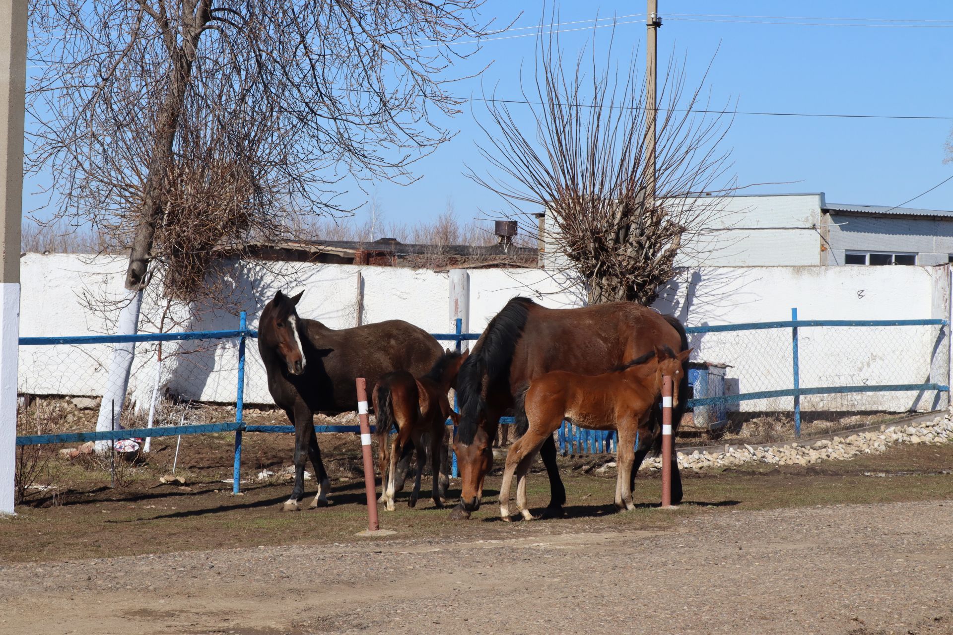 В Менделеевске проводят биркование крупного, мелкого рогатого скота и чипирование лошадей