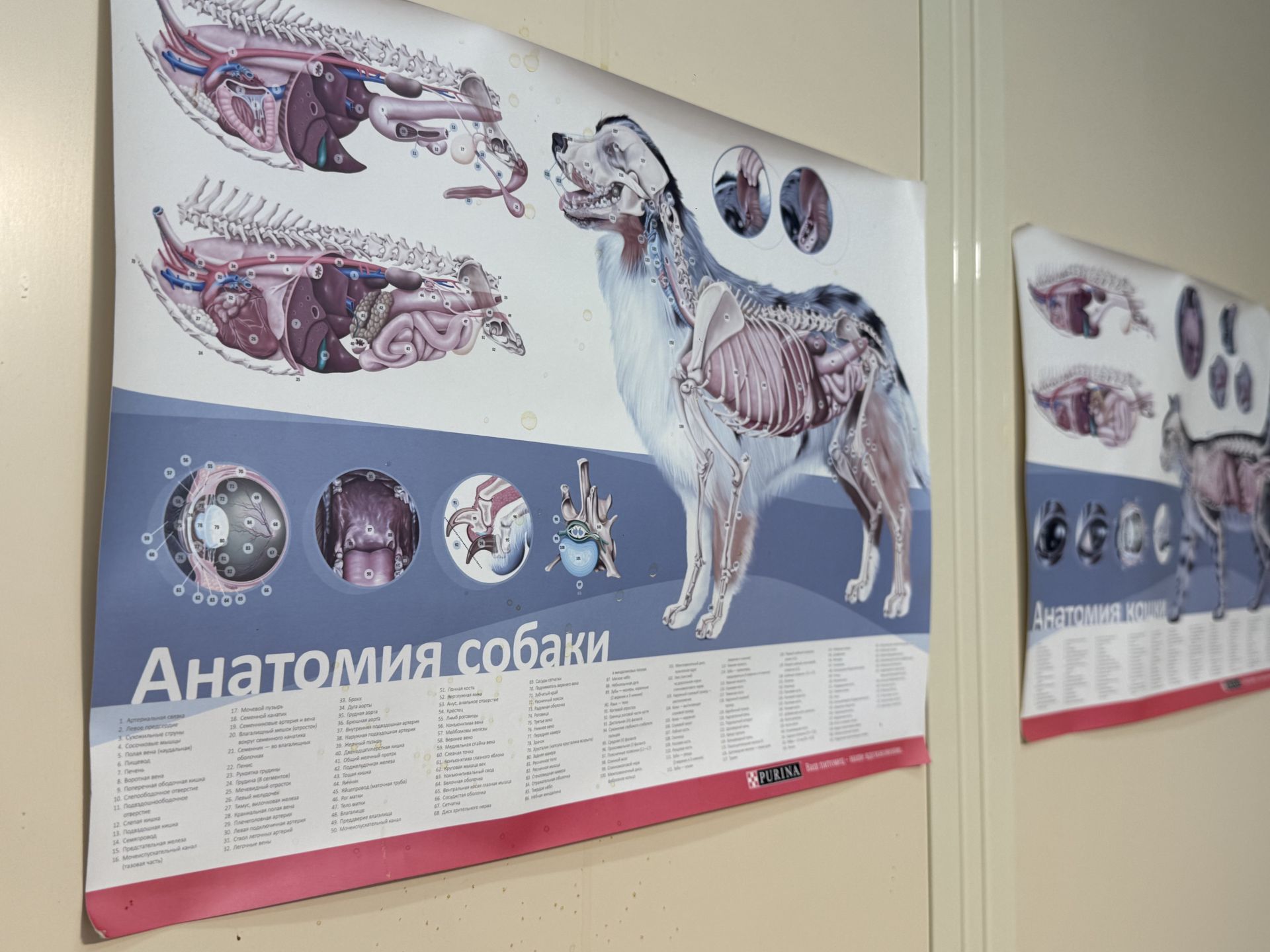 Бесплатная вакцинация, стерилизация и чипирование: в Менделеевске организована благотворительная акция
