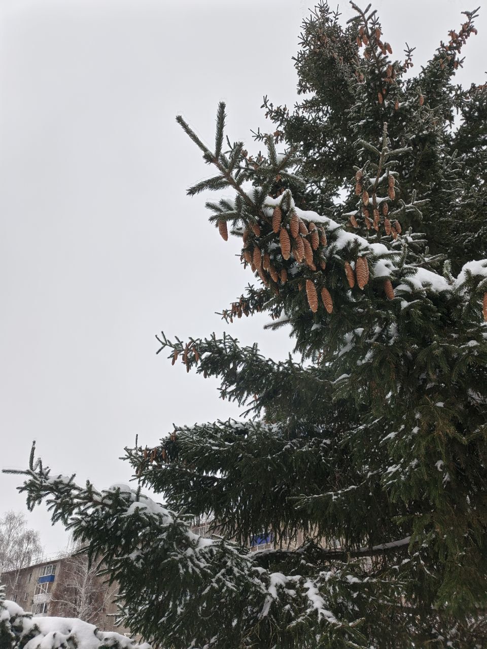 19 декабря в Менделеевске ожидается мокрый снег