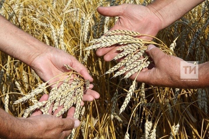 Иван-пшеничник: традиции праздника и начало посевного сезона