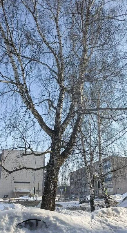 Менделеевске 17 марта ожидается пасмурная погода