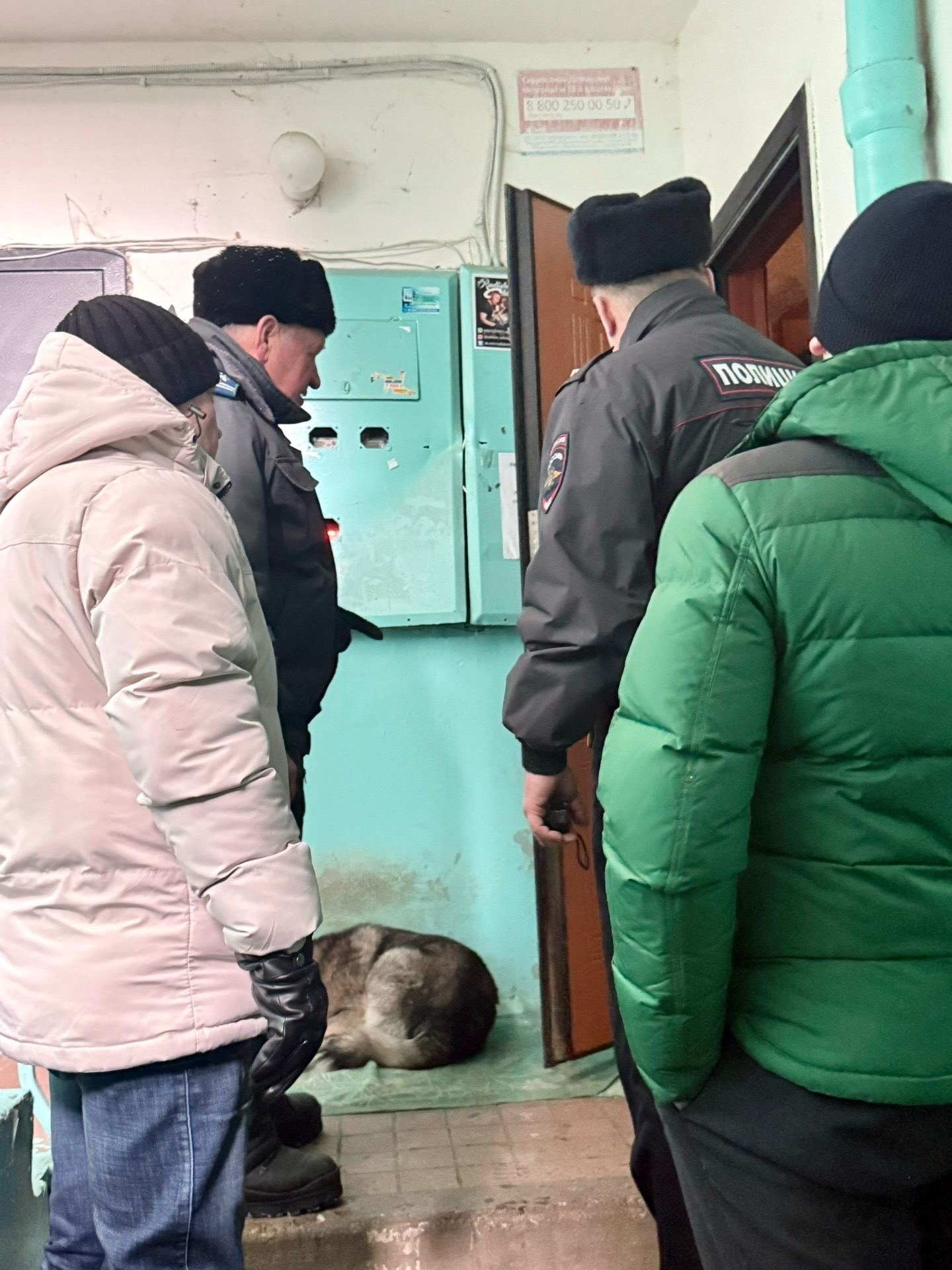 В Менделеевске проведён рейд по безнадзорным животным