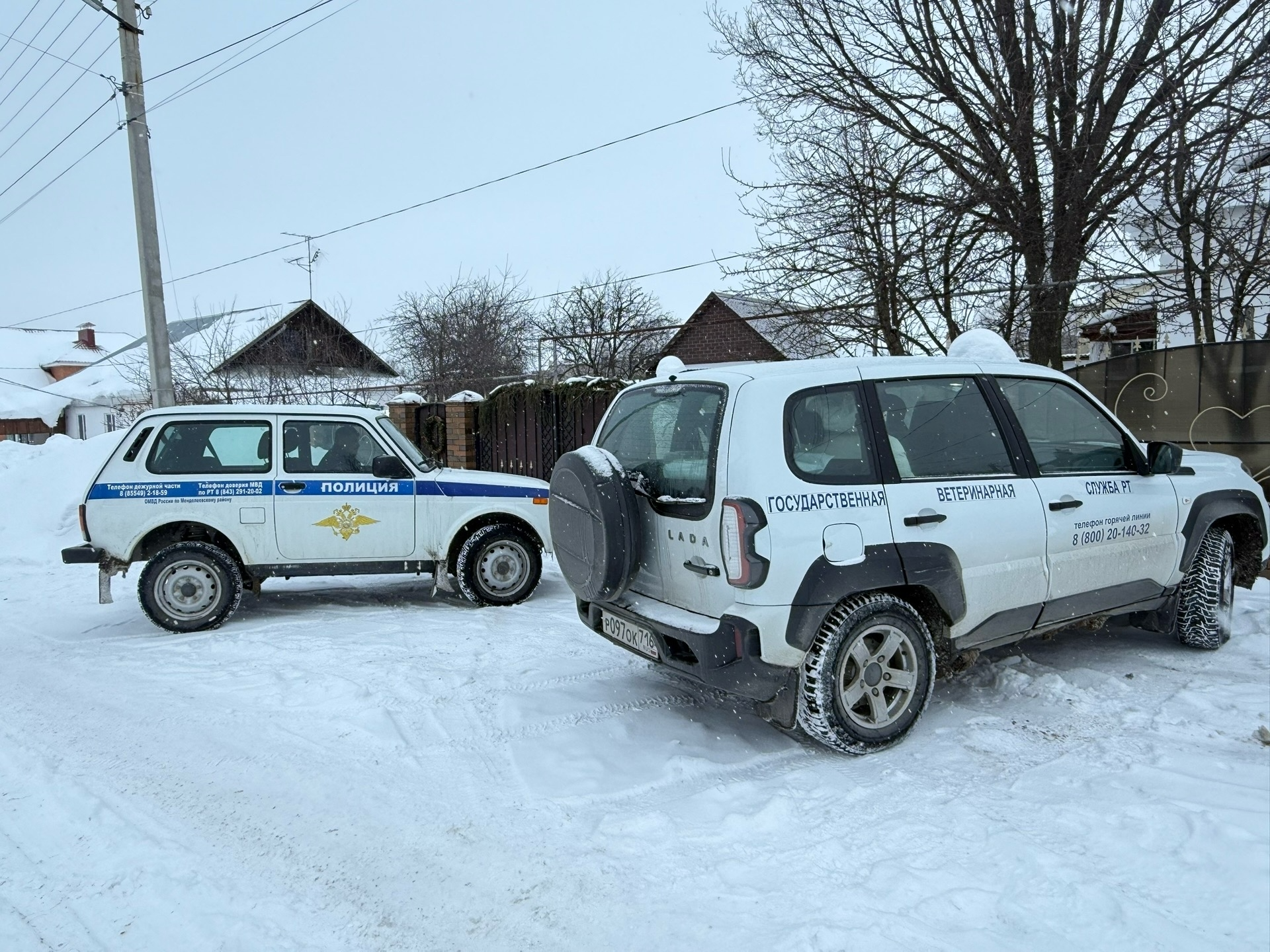 В Менделеевске проведён рейд по безнадзорным животным