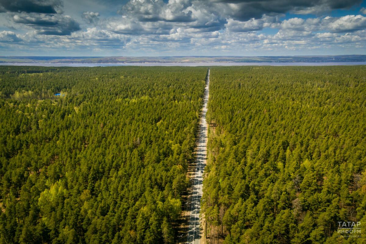 В лесах Татарстана обустроили почти 2,4 тыс. км новых противопожарных полос