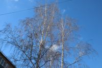 8 марта – Поликарпов день или Кислые девки