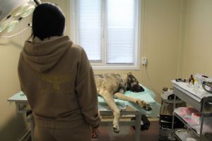 В Менделеевске провели бесплатную стерилизацию безнадзорных собак
