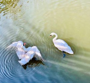В Менделеевске после зимы в свой родной дом вернулись знаменитые лебеди
