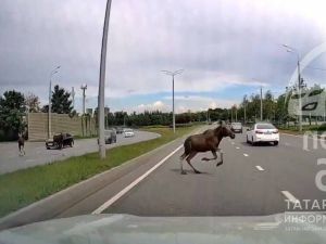 В Татарстане ежегодно случается около 200 ДТП с участием лосей