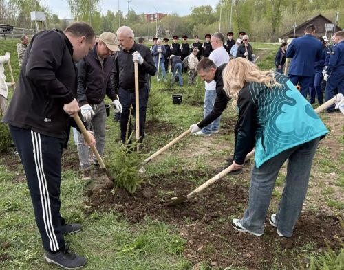 В Менделеевске высадили 81 ель в рамках акции «Сад памяти»