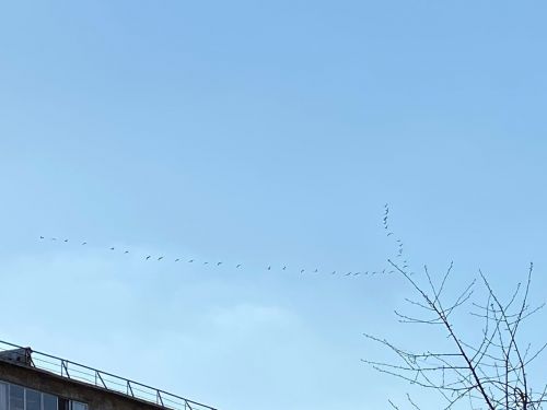 С 15 апреля в Тартане открывается сезон охоты на уток и гусей